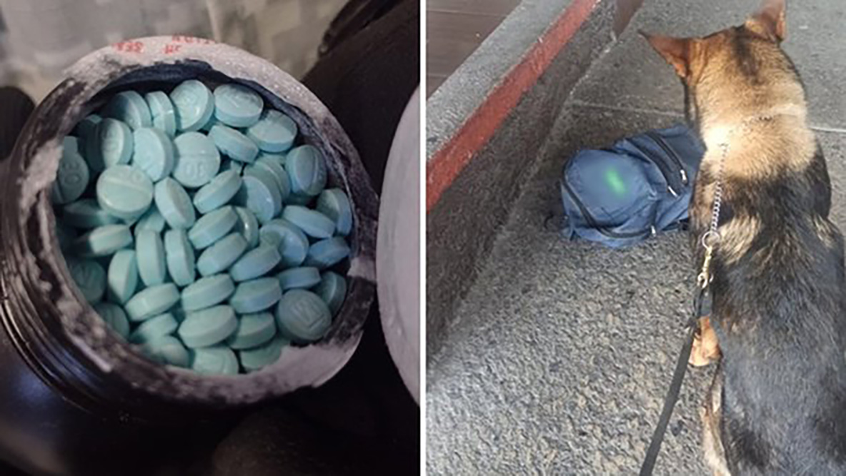 Guardia Nacional halla 10 mil pastillas de fentanilo en terminal de autobuses en Querétaro
