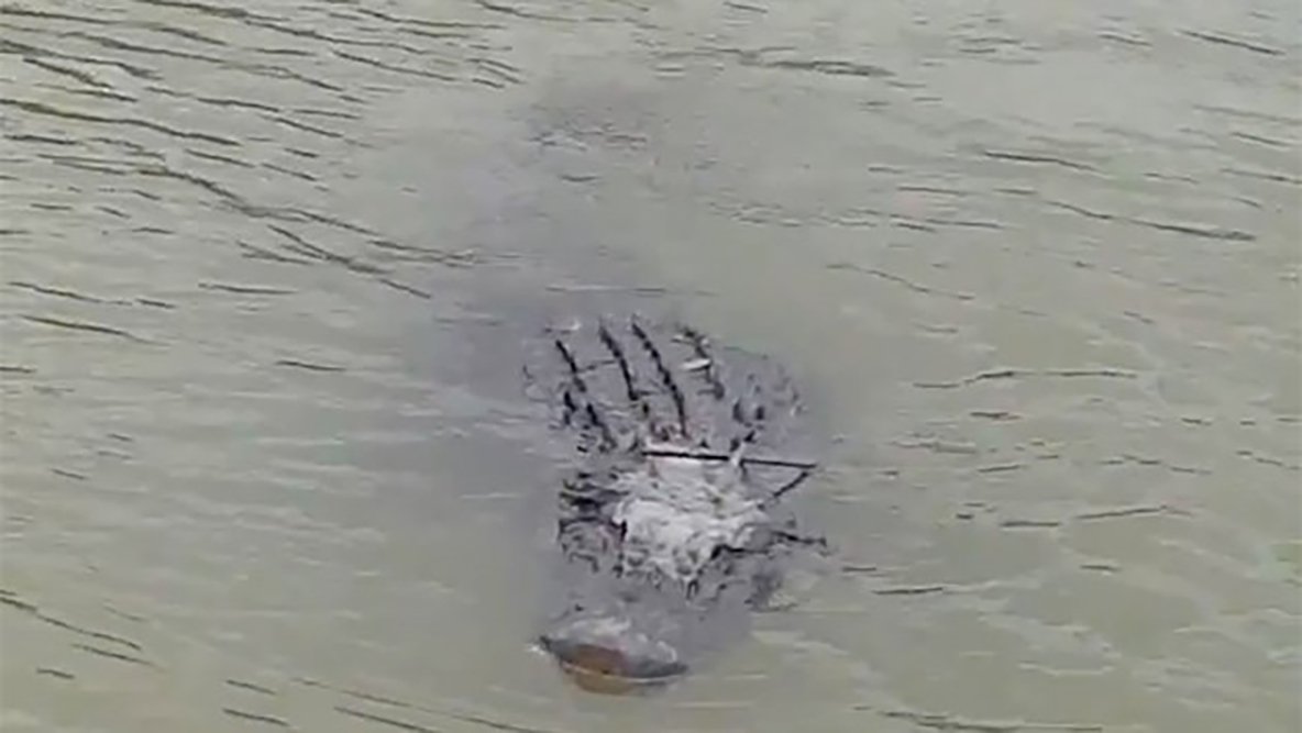 Aumenta presencia de cocodrilos en el río Bravo