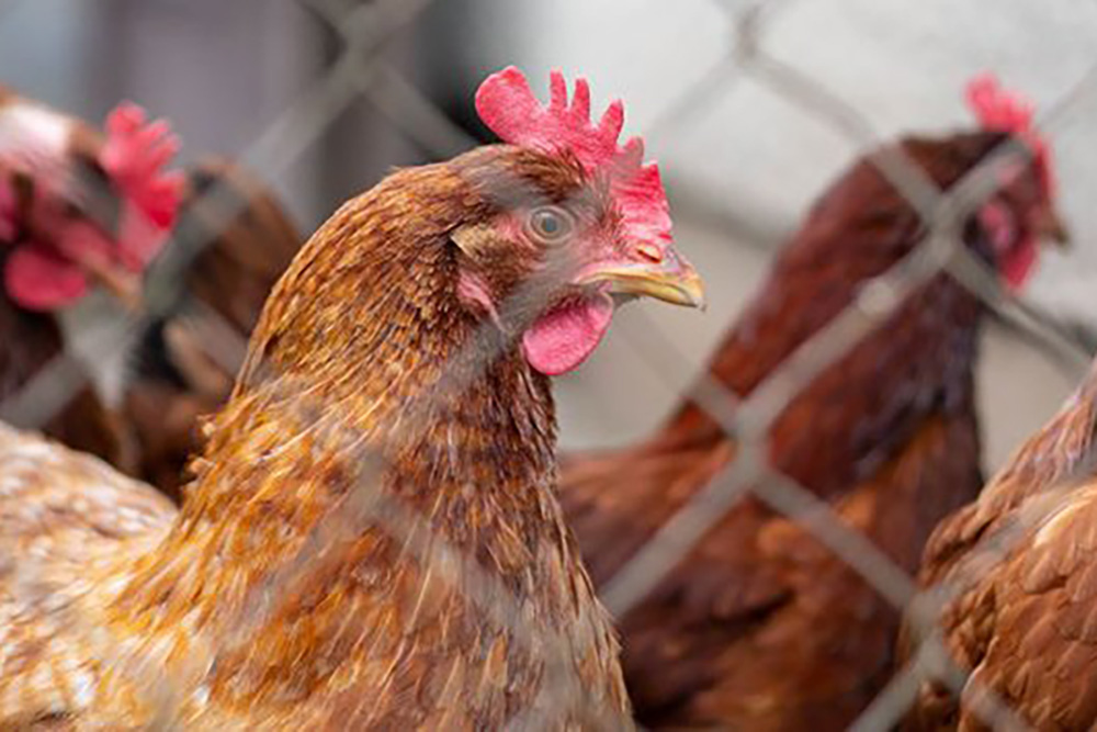 Sacrifican casi 2 millones de aves por gripe aviar en Coahuila y Durango