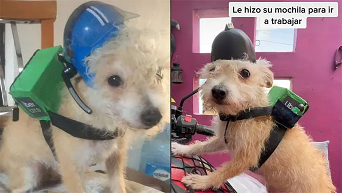 ‘El perrito Uber sí existe’; Hombre le hace mochila de repartidor y casco a su mascota