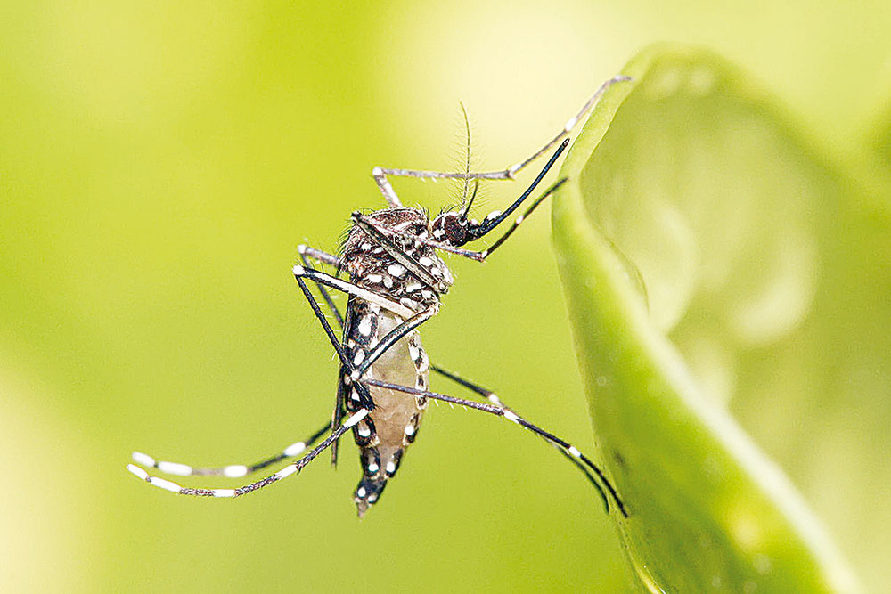 Frena al Dengue la intensa sequía