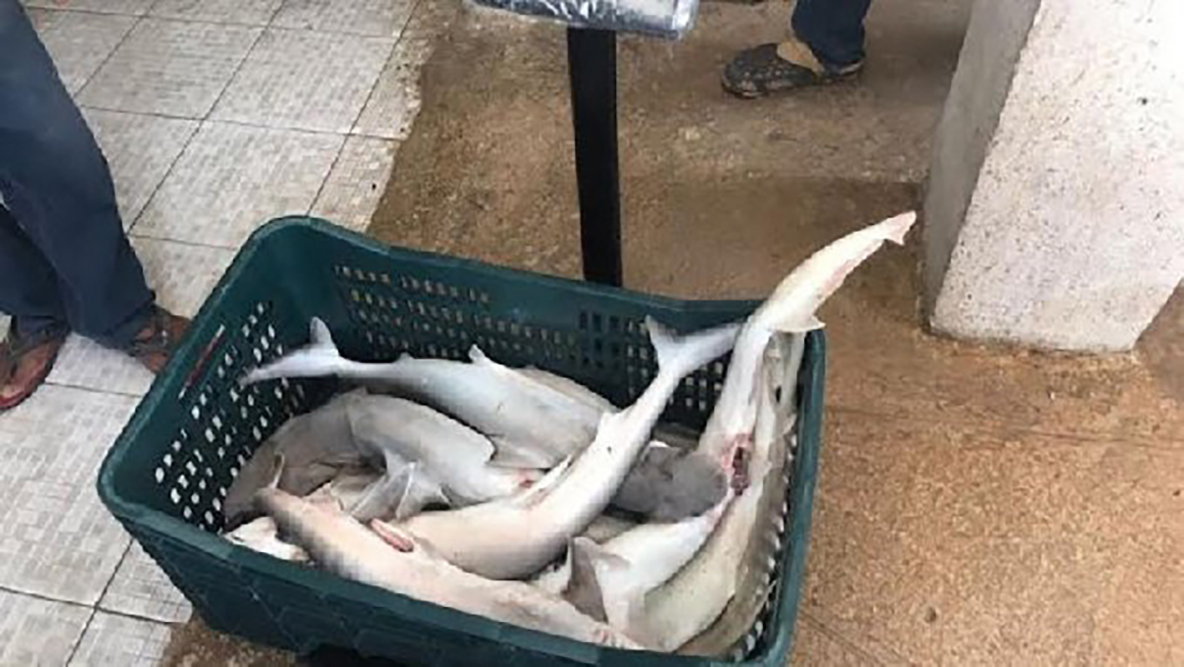 SEMAR aseguró en Campeche 77 kilos de tiburón
