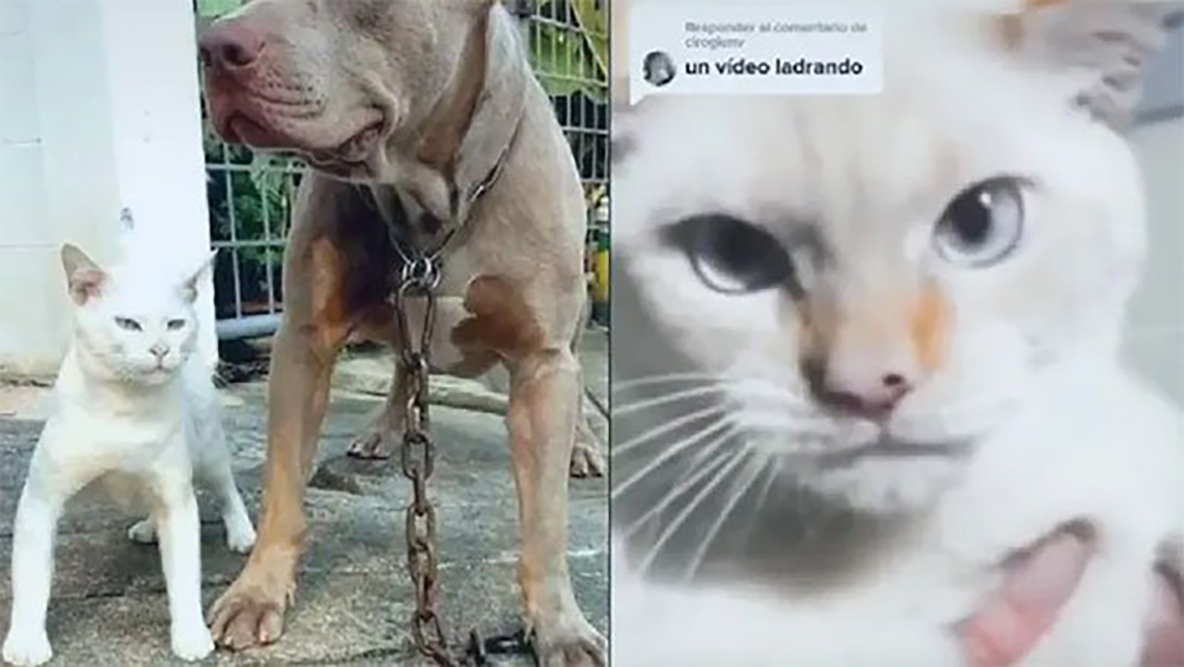 VIDEO: Gato criado con perros y que aprendió a ladrar se vuelve viral
