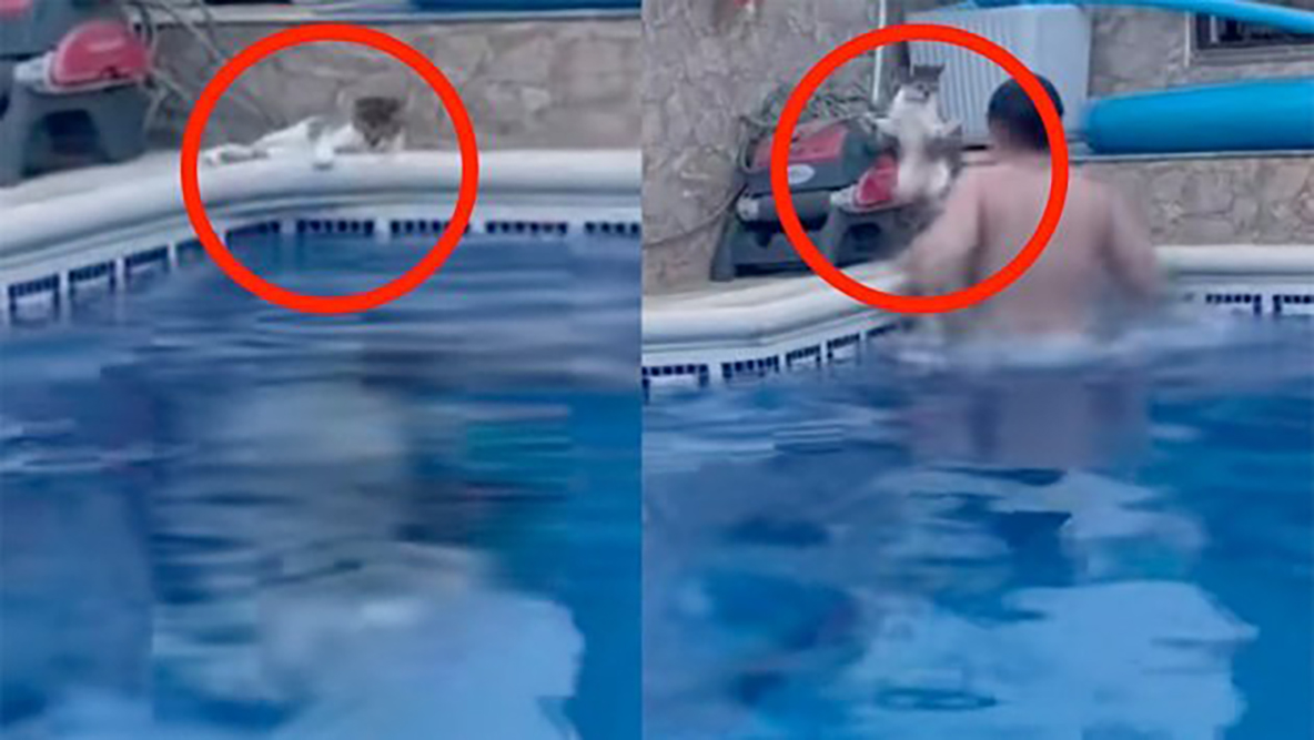 VIDEO: Michi es asustado mientras descansaba a lado de una piscina y esto sucedió