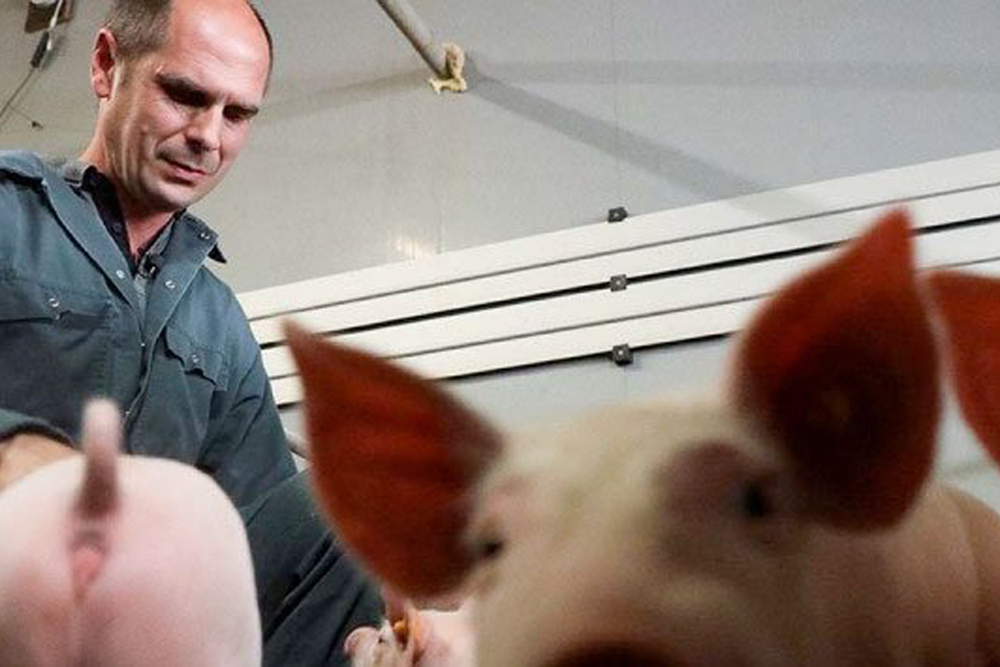 Científicos logran revivir células y órganos de cerdos