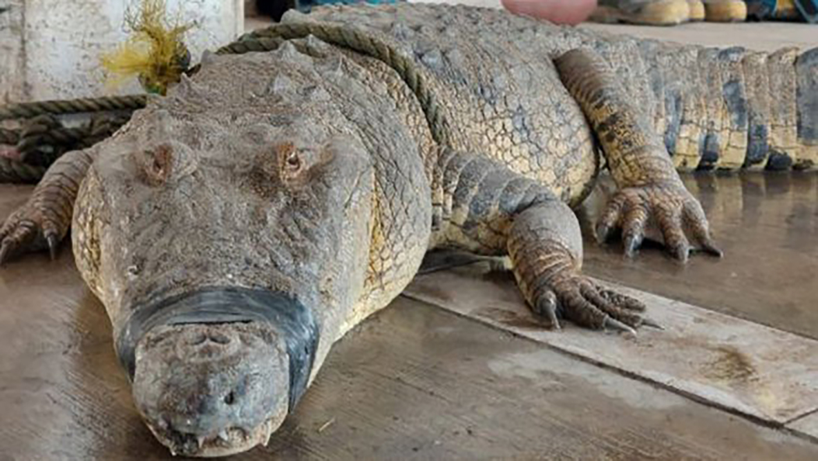 Habitantes de Tamaulipas se alimentan de especie protegida de cocodrilo