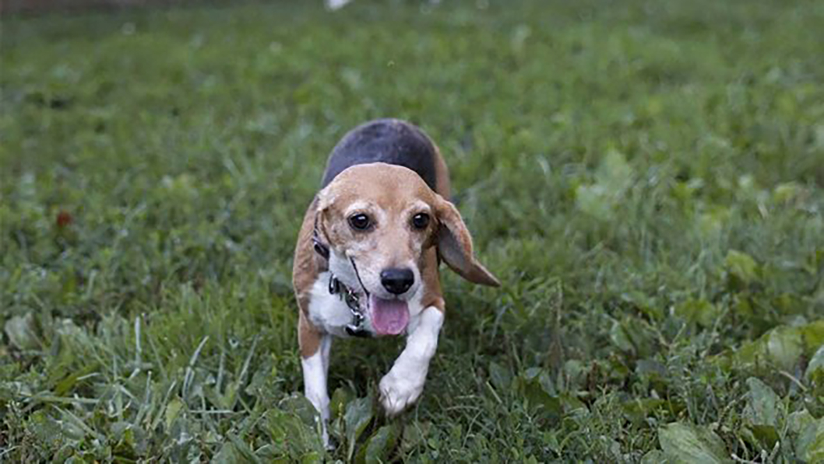 Rescatan a 4 mil perritos beagle; eran usados para experimentos farmacológicos en Estados Unidos