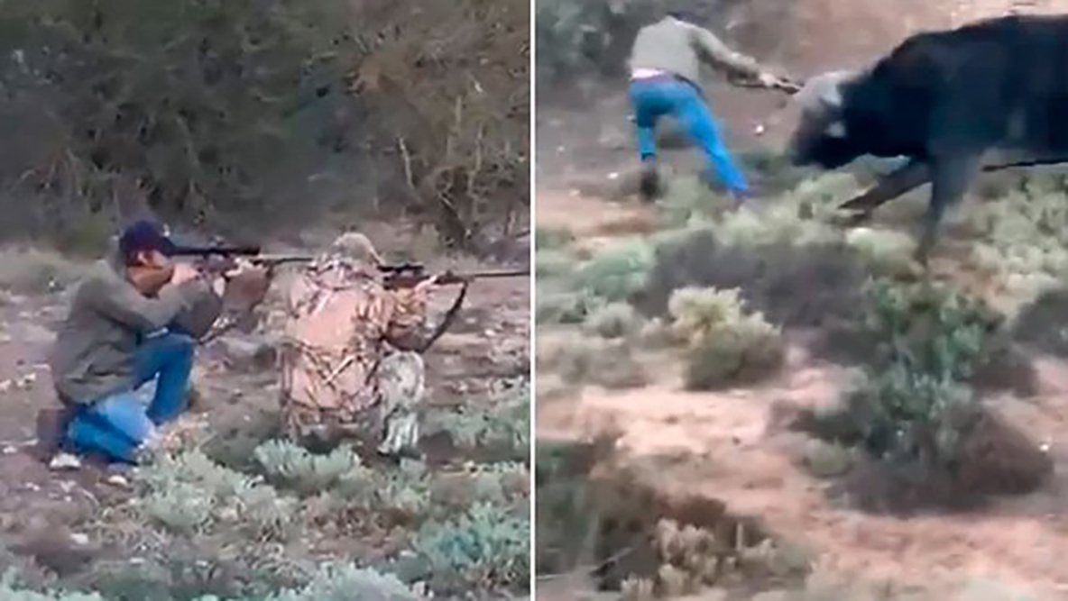 Revelan video del ataque de búfalo que mató al presidente de la Federación Mexicana de Caza