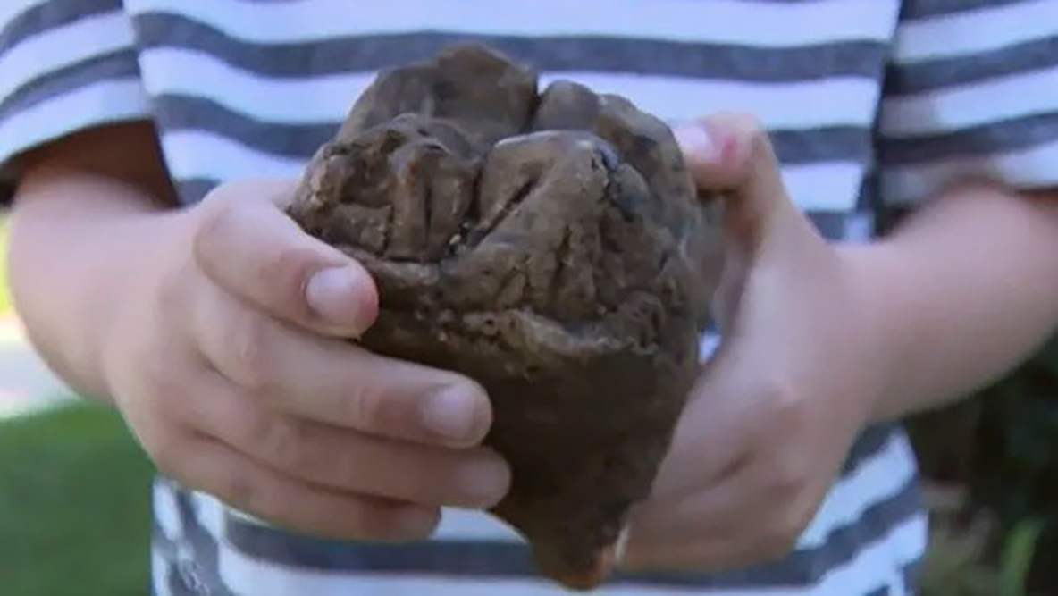 Niño descubre fósil de mastodonte en sus vacaciones en EU; ‘pensé que me iban a dar dinero’, dijo