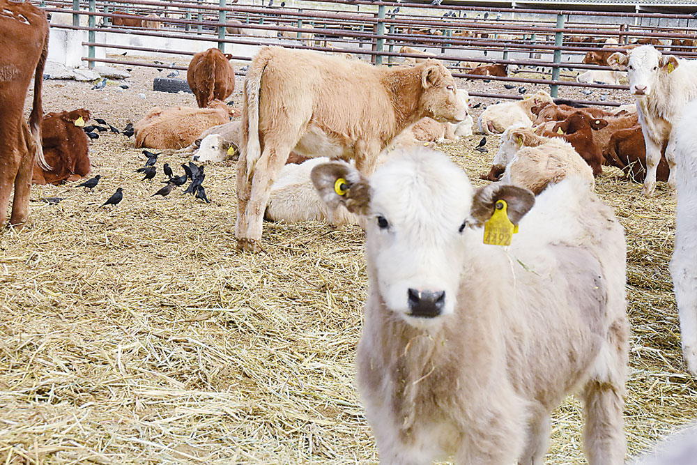 Aumenta exportación de ganado