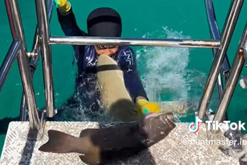 Tiburón ataca a niño mientras pescaba; video se vuelve viral