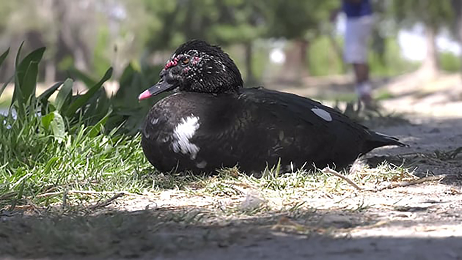 Avistan ave en peligro de extinción en Lago de la Deportiva de Saltillo