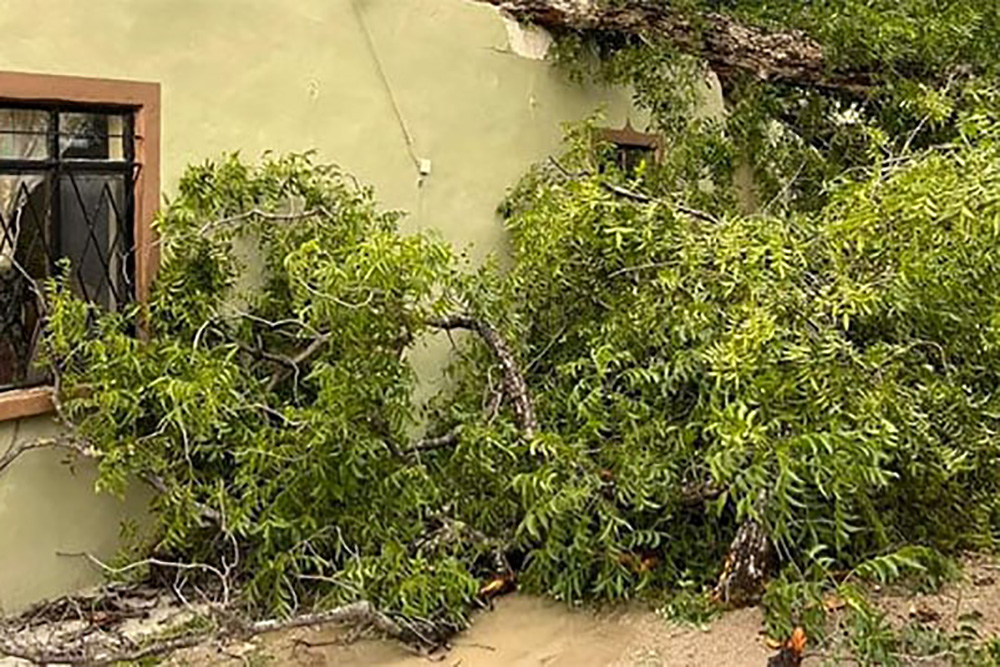 Causa daños ventarrón en Zaragoza, Coahuila; se registran caídas de árboles