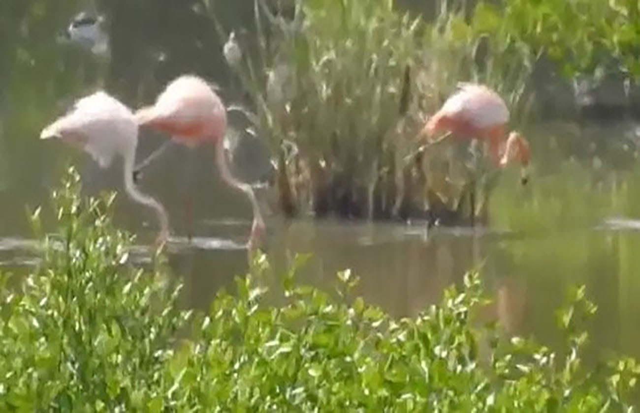 Captan en video a flamingos cerca de Veracruz
