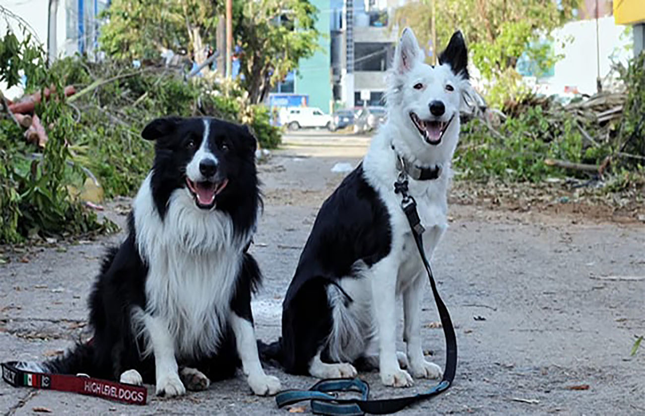 Orly y Halley, los perros rescatistas que buscan a desaparecidos por el huracán Otis en Acapulco