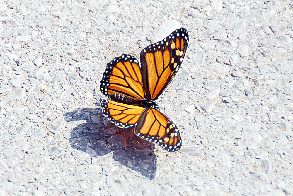 Protegen a mariposa monarca en Ciénegas
