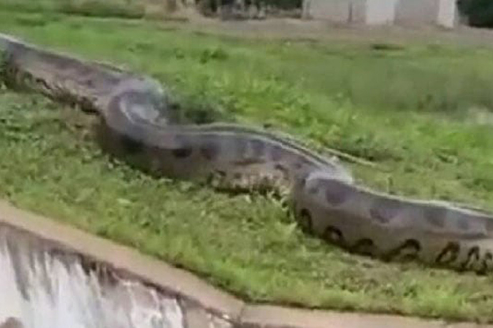 VIDEO ¡Ya había comido! Captan a serpiente gigante y aterra su tamaño