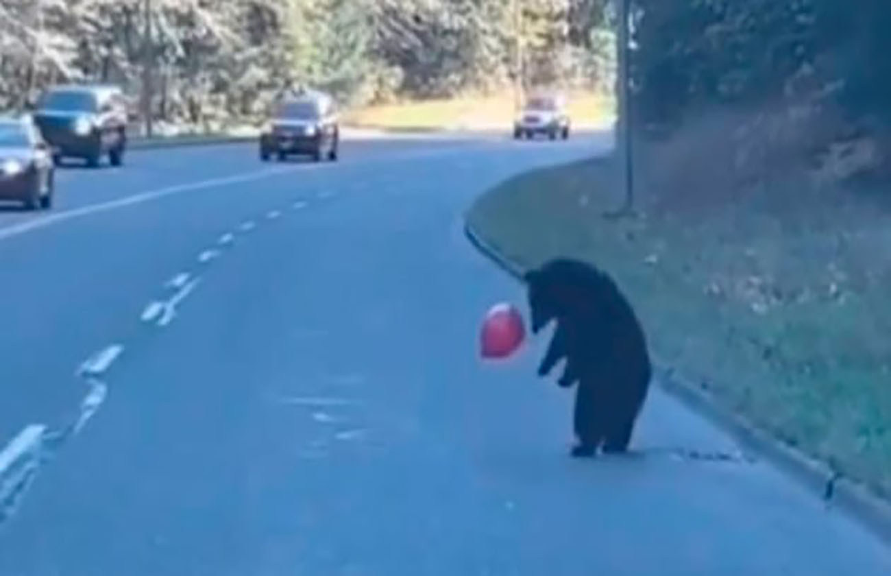 VIDEO: Osito paraliza carretera por jugar con un globo