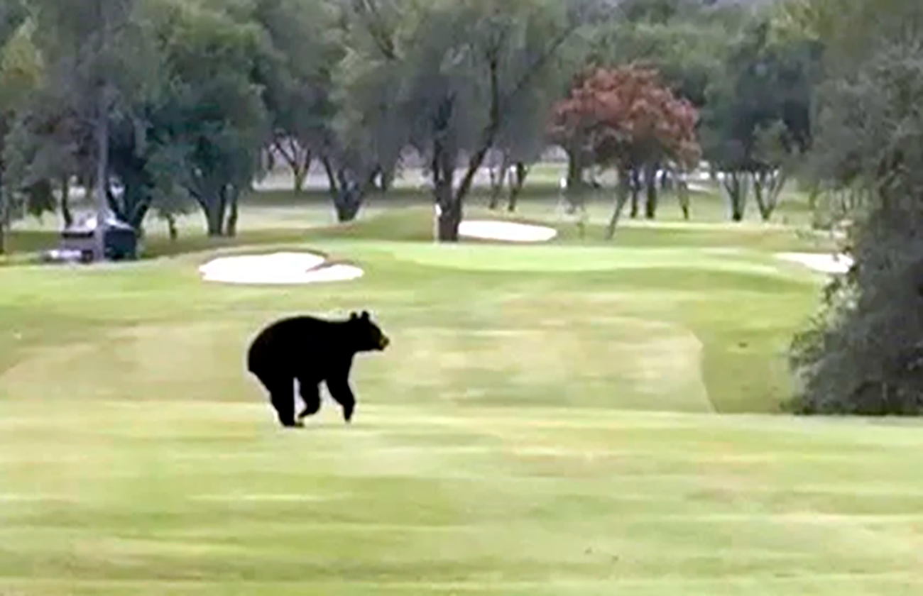VIDEO: Se pasea oso por campo de golf al sur de Monterrey