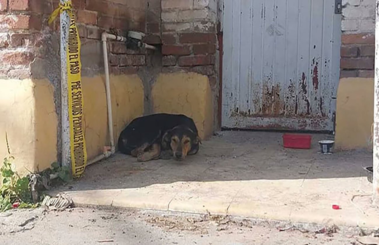 Eterna lealtad: En La Laguna, perrito espera el regreso de su dueña… ella murió hace meses