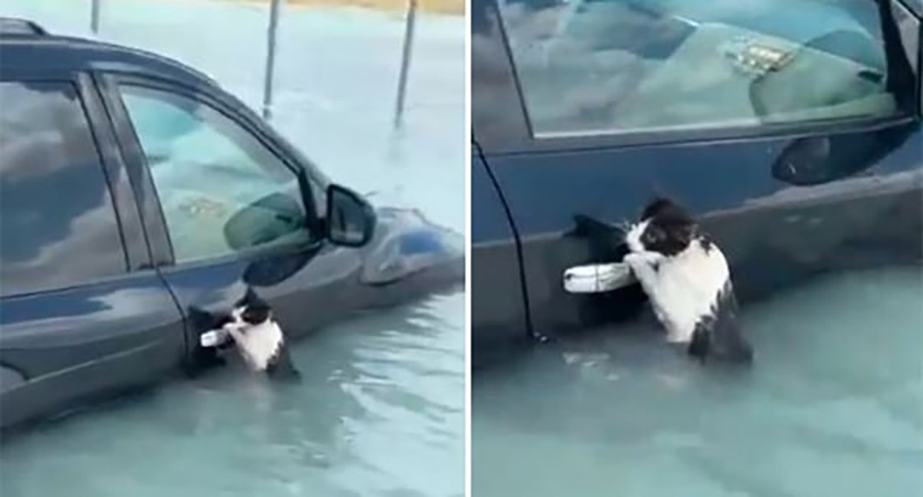 VIDEO: Rescatan a gato de morir ahogado en las inundaciones de Dubái
