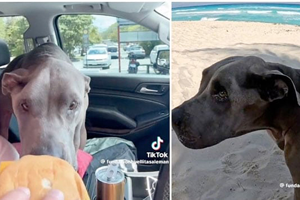 Perrita pasa su último día en la playa y comiendo hamburguesas tras ser rescatada del abandono