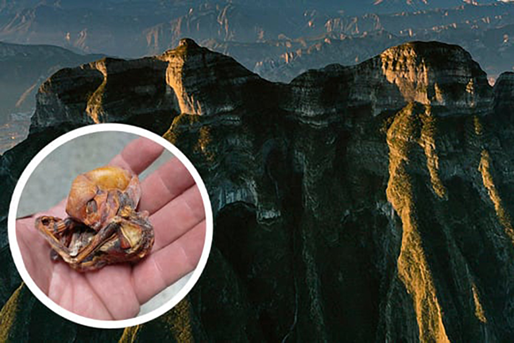 FOTOS: ¿Es un alien? Excursionista encuentran extraños restos en el Cerro de las Mitras