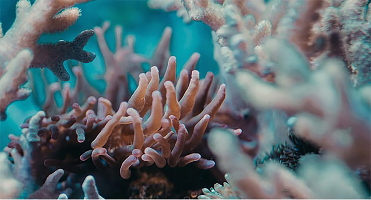 Océanos sufren un blanqueo masivo de los corales a nivel global, según NOAA