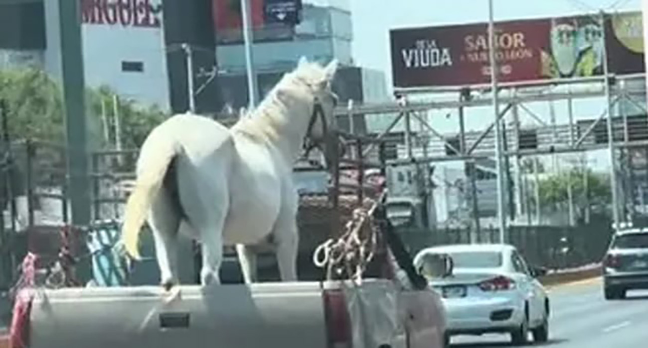 Captan caballo sobre camioneta en avenida Garza Sada en Monterrey, y desata burlas