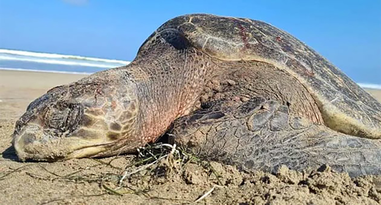 Piden ONG’s que México proteja a tortuga caguama antes de que lluevan embargos