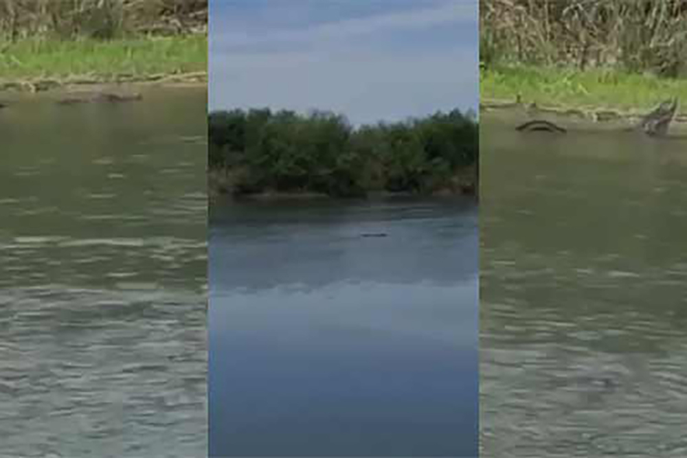 Captan a caimán en Río Bravo, por donde cruzan los migrantes