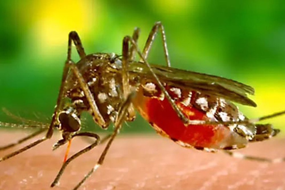 Epidemia de dengue en Guatemala; gobierno declara emergencia nacional