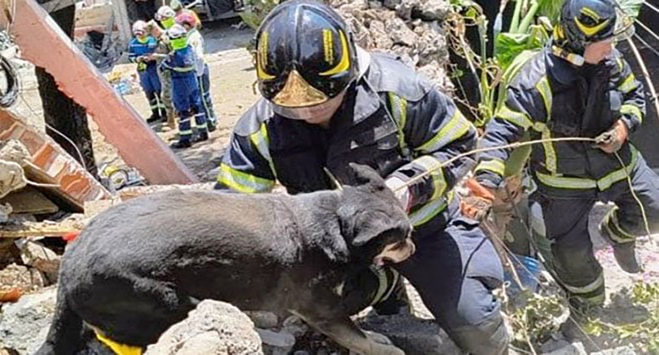 Perrito rescatado en explosión de Tlalpan necesitará al menos una cirugía, se encuentra grave
