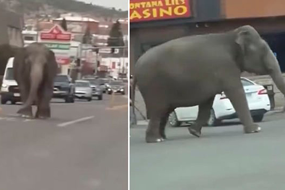VIDEO: Elefante escapa de circo y pasea por calles de Montana, Estados Unidos