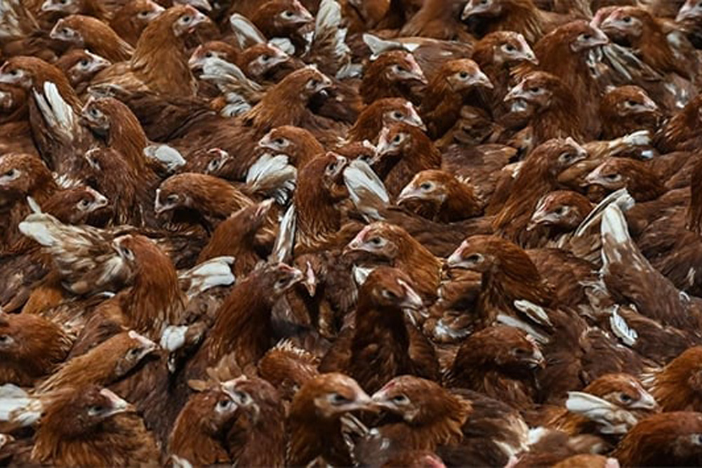 Las gallinas se sonrojan según sus emociones, señala un estudio