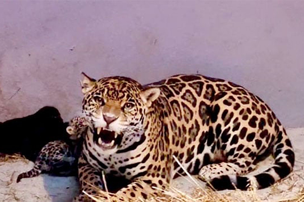 VIDEO: Nacen 3 cachorros de jaguar en el zoológico de Chapultepec
