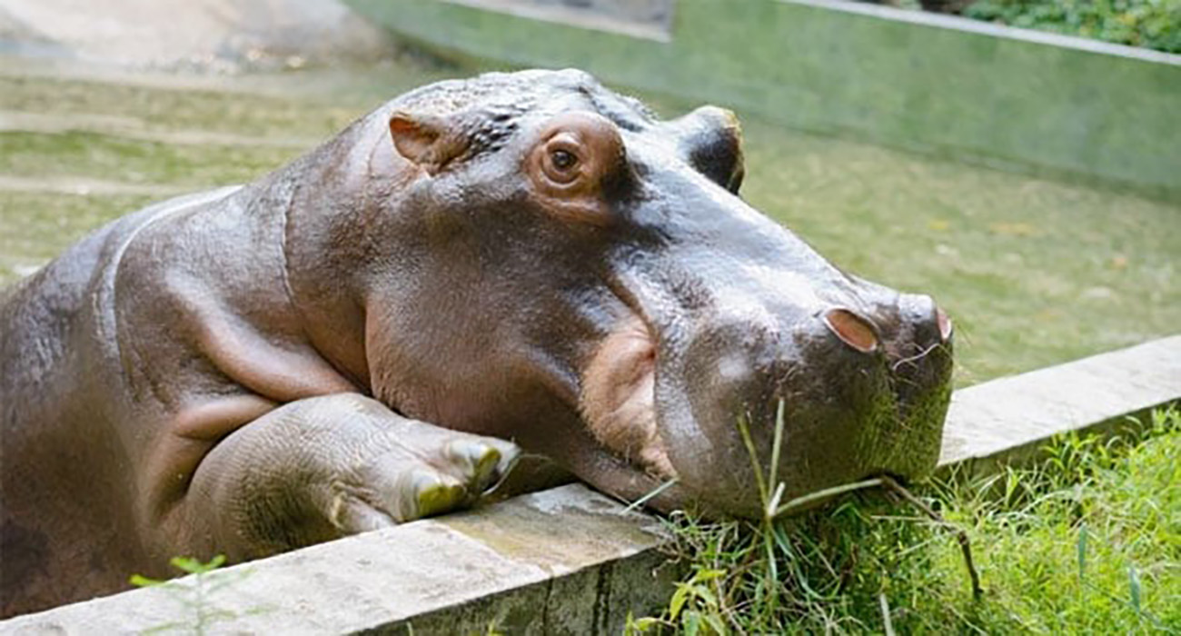 Gen-chan, el hipopótamo que salió de México siendo macho y en Japón se descubrió que no lo era