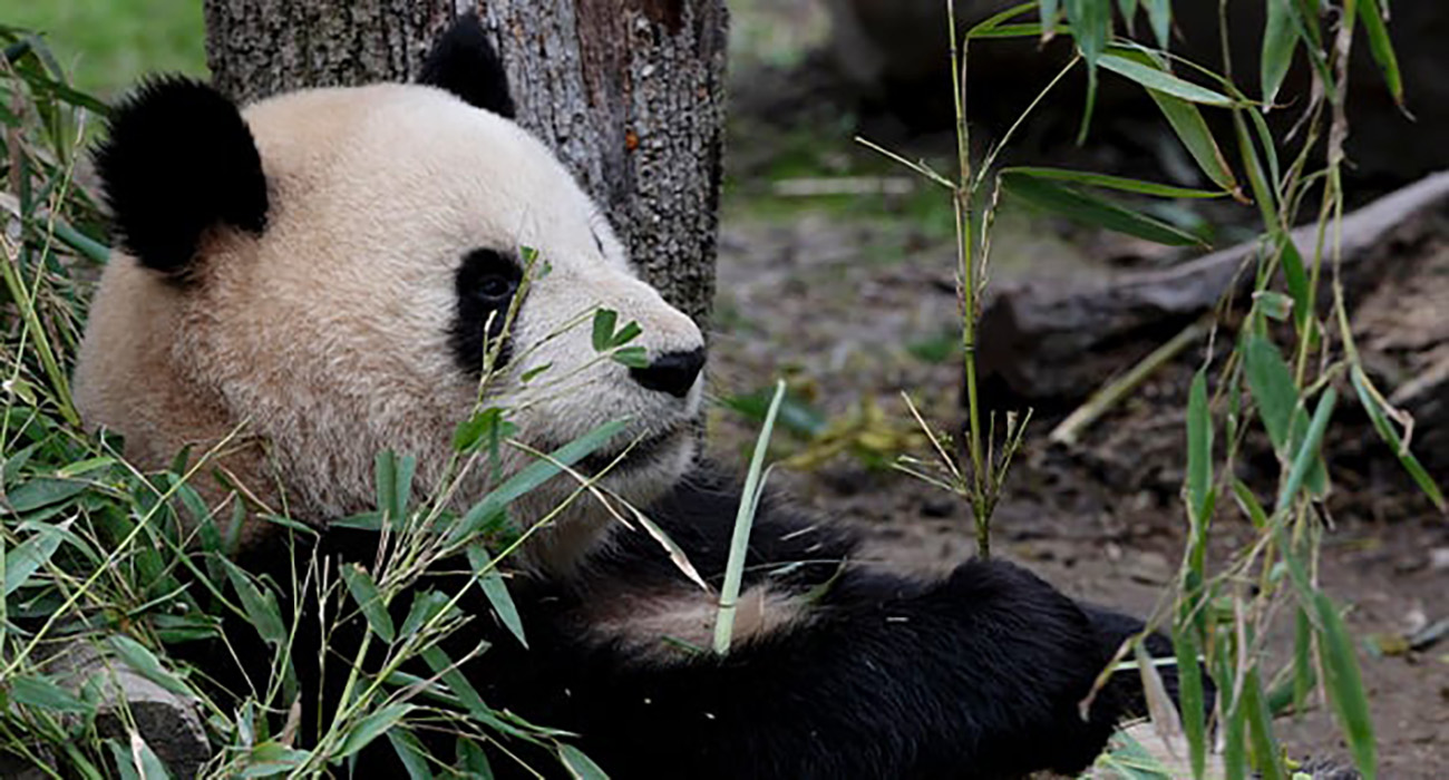 China considera a España el país europeo ‘más exitoso’ para la cría de pandas