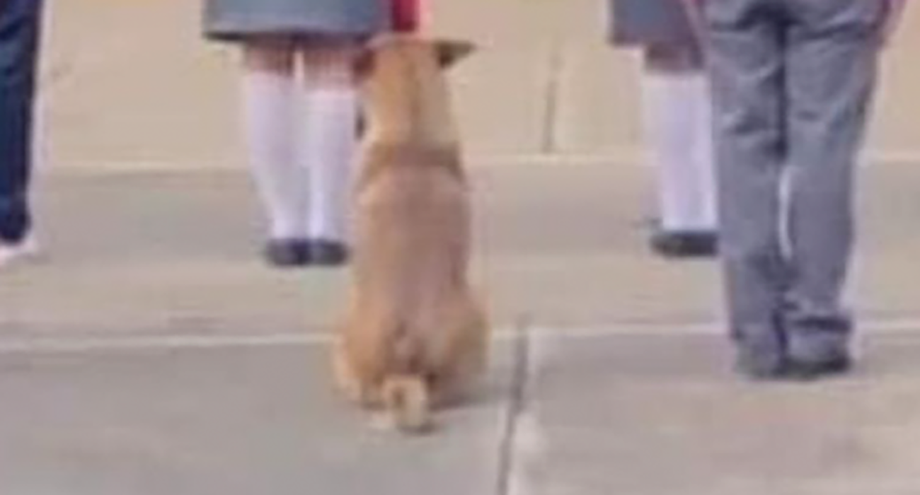 Escuela adopta a perrito que se hizo viral por marchar en la escolta