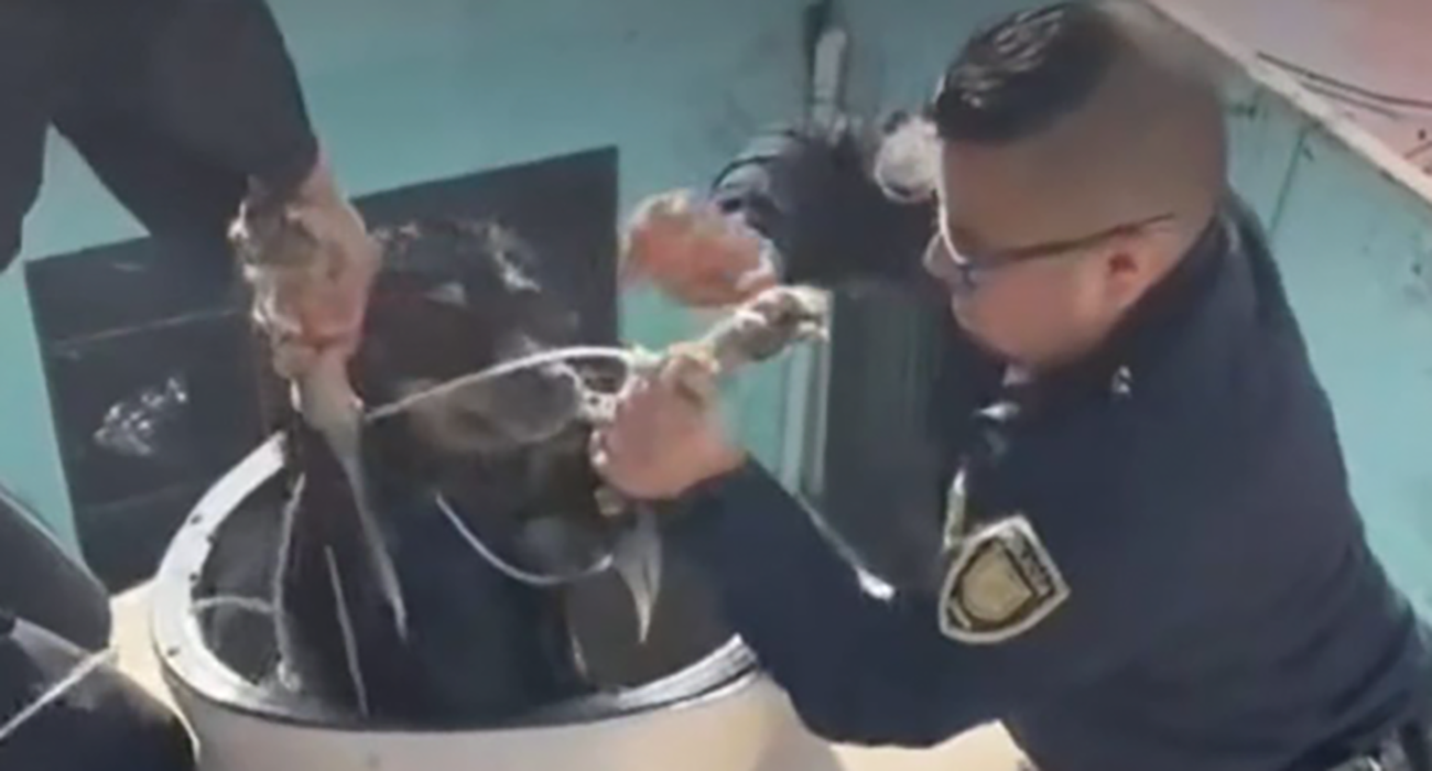 Policías rescatan a perrito que se encontraba al interior de un tinaco en CDMX
