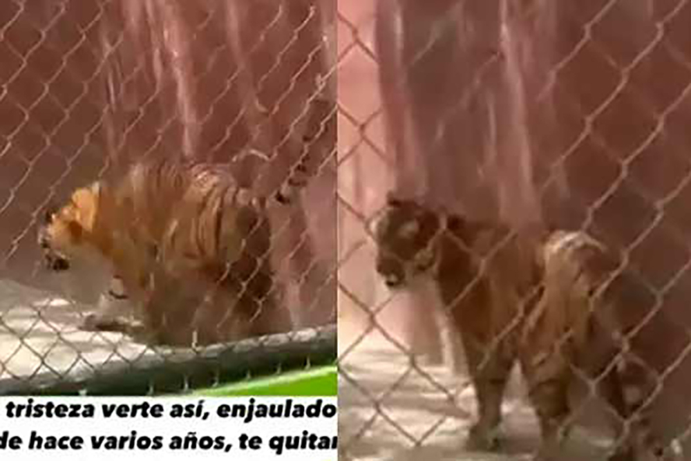 Exhiben a tigre de Bengala en malas condiciones en zoológico de Reynosa
