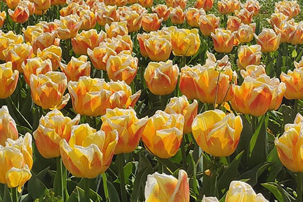 Florecimiento de casi medio millón de tulipanes ayuda a ucranianos a lidiar con el estrés de la guerra