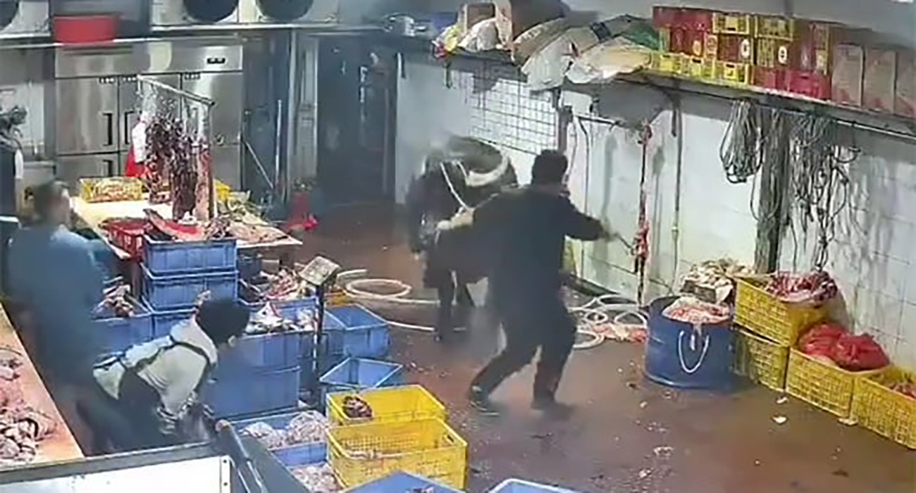 VIDEO: ¡Cobró venganza! Vaca se libera en matadero y ataca a empleados