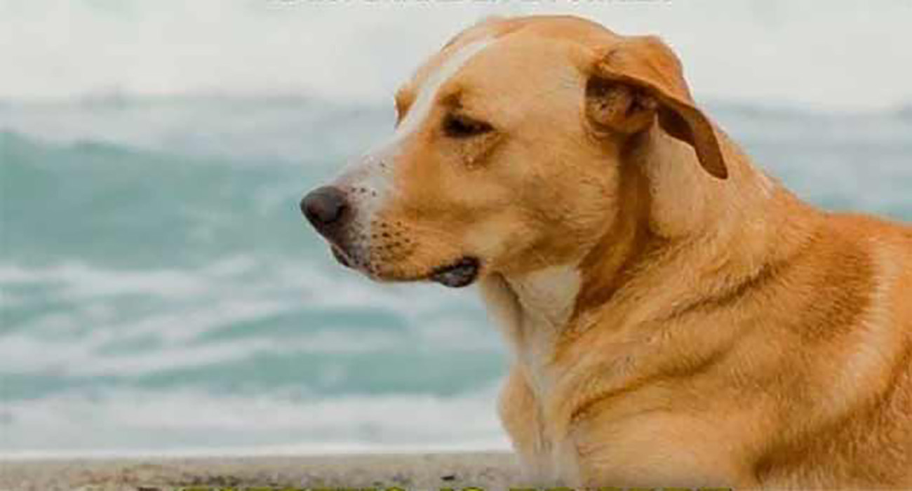 Vaguito, un perro rescatado se convierte en estrella de cine
