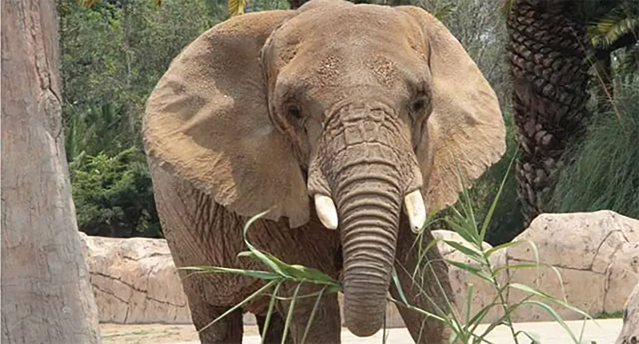Elefanta Ely, ‘la más triste del mundo’, gana amparo histórico en México