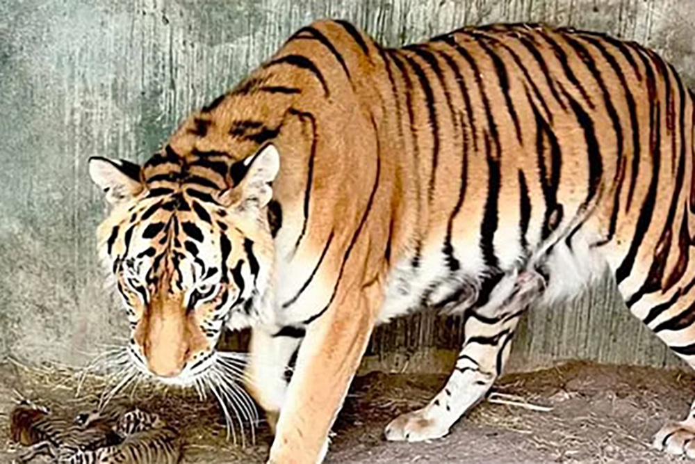 Nacen 4 tigres de Bengala en Chihuahua; es especie en peligro de extinción