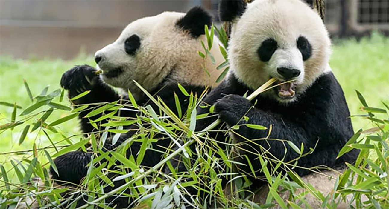 Zoo de Washington recibirá 2 nuevos pandas gigantes