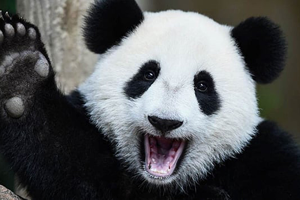 ¡Insólito! Zoológico pinta pelo de perros para hacerlos pasar por pandas y se hacen virales