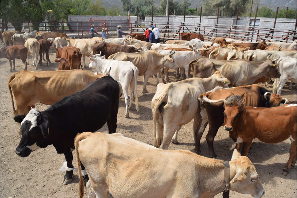 Sequía amenaza a ganaderos de la Región Centro