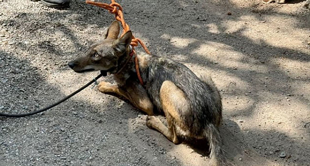 Capturan Coyote que se encontraba oculto en una casa en Juchitán